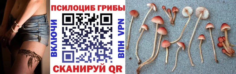 Псилоцибиновые грибы мицелий где найти наркотики Купино